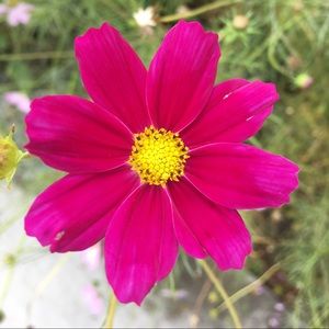 Meet your Posher, Molly